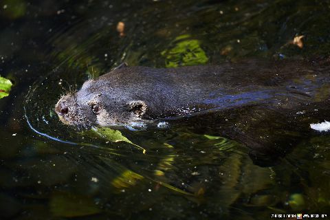 Gemeinde Straubing Landkreis Straubing-Bogen Zoo Tiergarten Straubing (Dirschl Johann) Deutschland SR